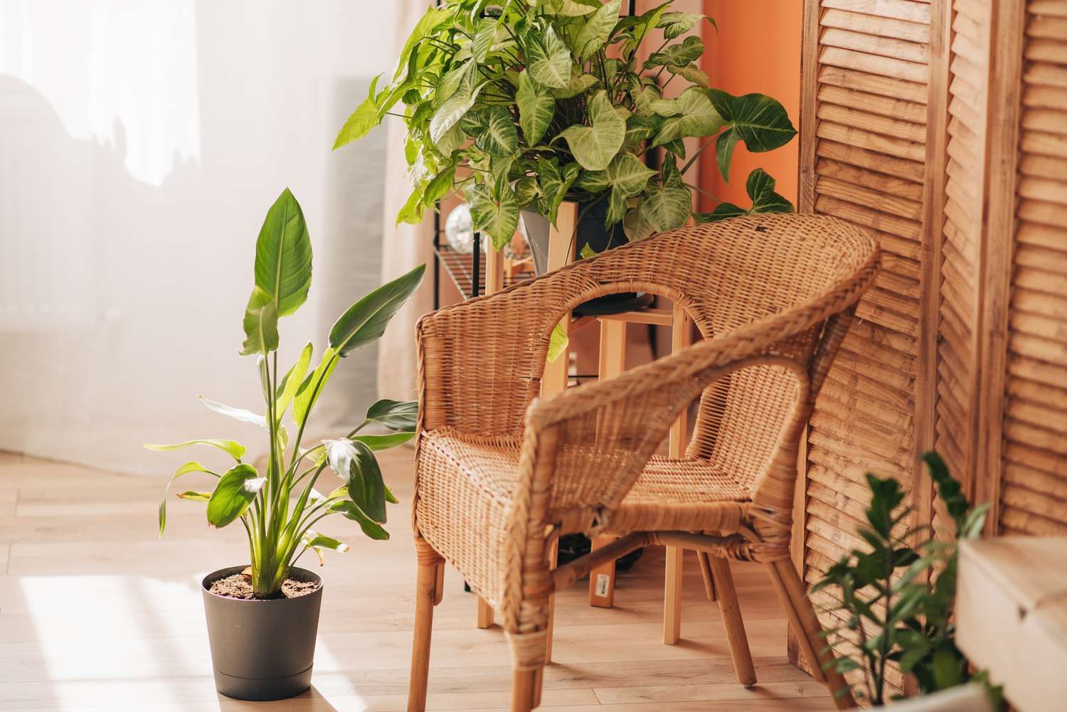 So sánh nội thất mây tre và nội thất gỗ tự nhiên - Lựa chọn nào tốt hơn cho không gian sống của bạn?